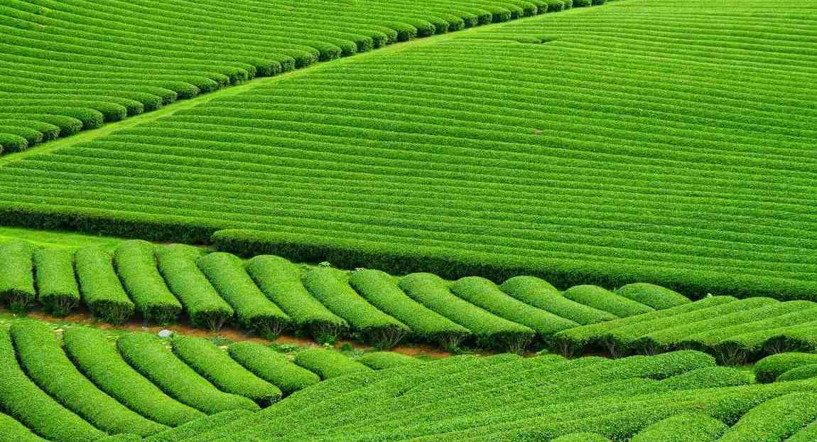 Joint UK-China project aims to shield tea industry from climate change risks