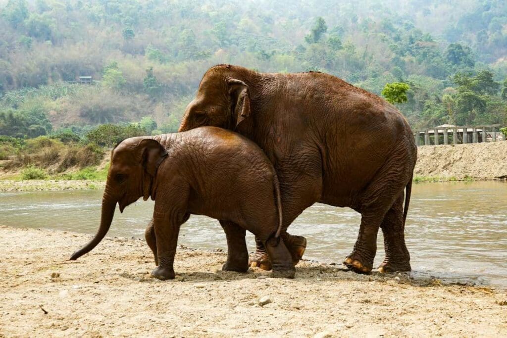 Flash flooding kills three in northern Thailand Image: Elephants near river