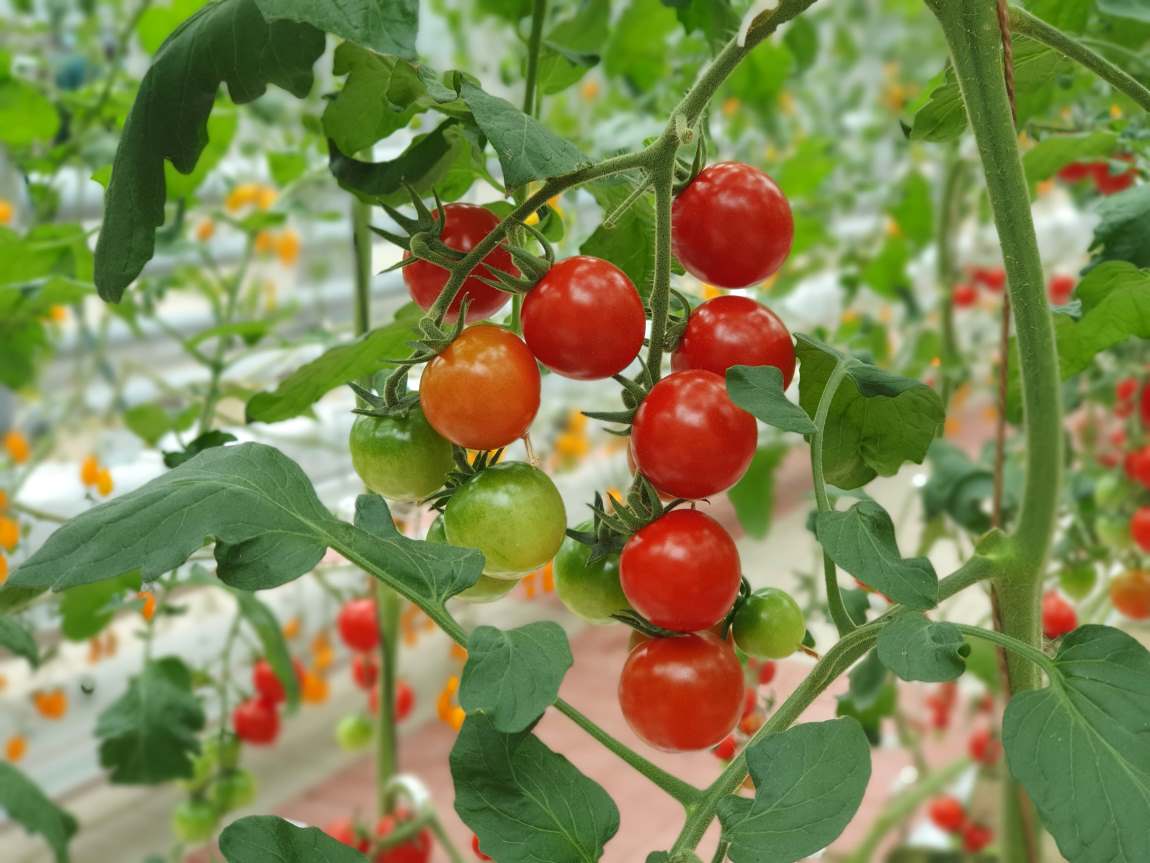 Image: Colorful Tomatoes(vegetables and fruits) are growing in indoor farm
