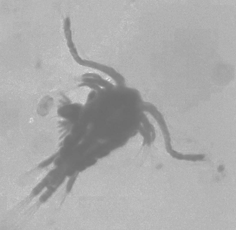 zooplankton Lauren Kennedy UTEP Study res