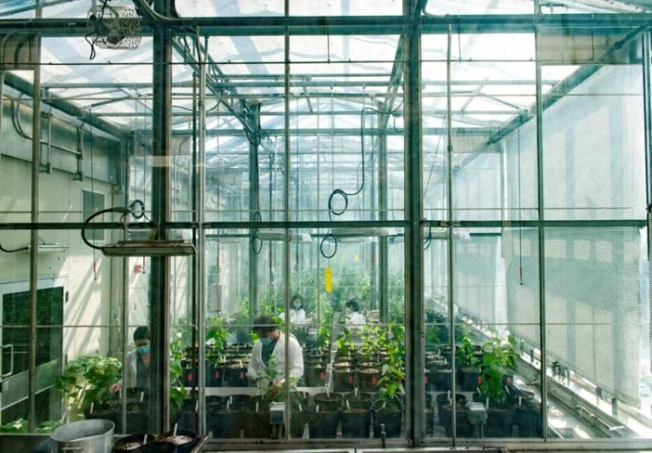 Image: Researchers work in the Biotron, a research facility that can simulate nearly any climate on earth