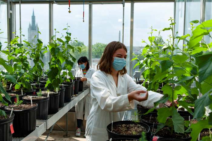 Image: Paper birch trees growing in the Biotron (s. climate change, resilience)