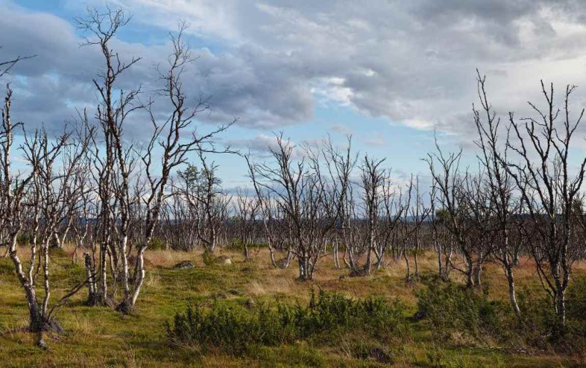 Image: forest damaged by moths