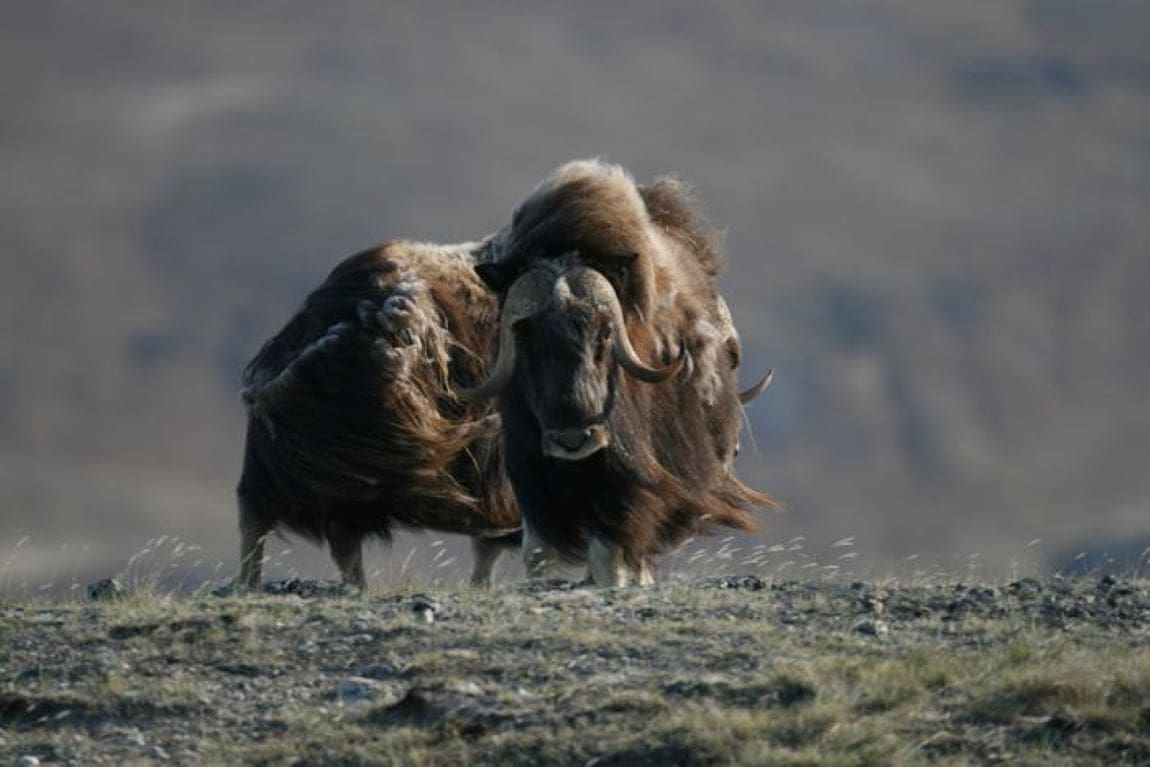 Image: Male muskoxen near Kangerlussuaq, Greenland