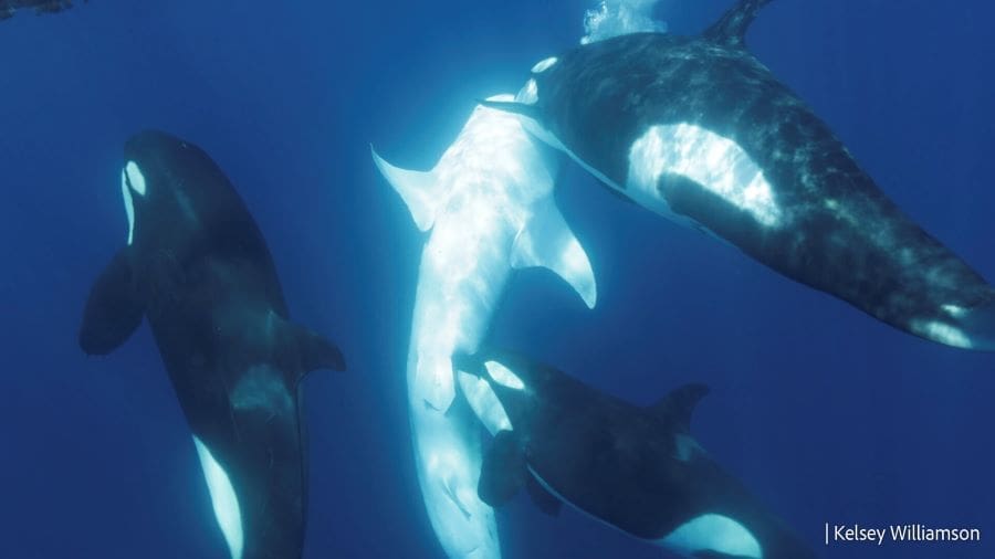 Killer whales caught hunting and consuming whale sharks in Gulf of California Image: The whale shark is brought shallower to the surface and one orca is biting near the pelvic area (s. killer whales)