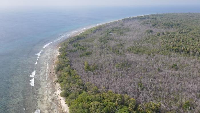 Mangrove dieback in the Maldives
