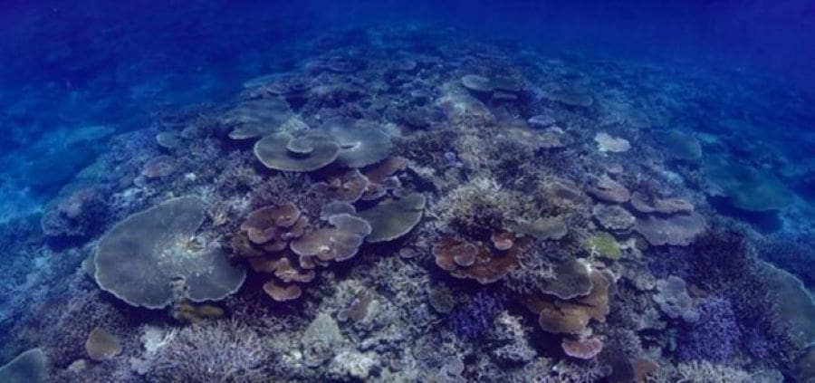 Climate Science Digest: November 28, 2024 N C corals res
