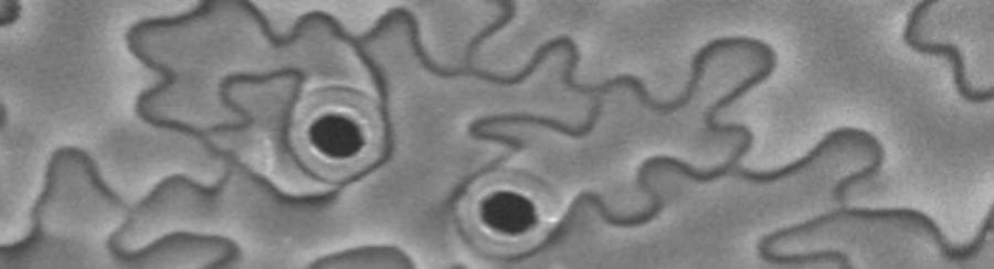 Image: Open stomata in Arabidopsis