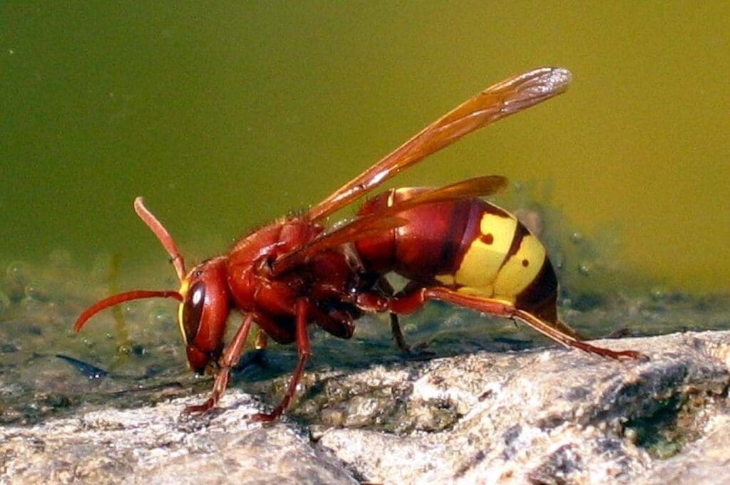 Image: Oriental hornet