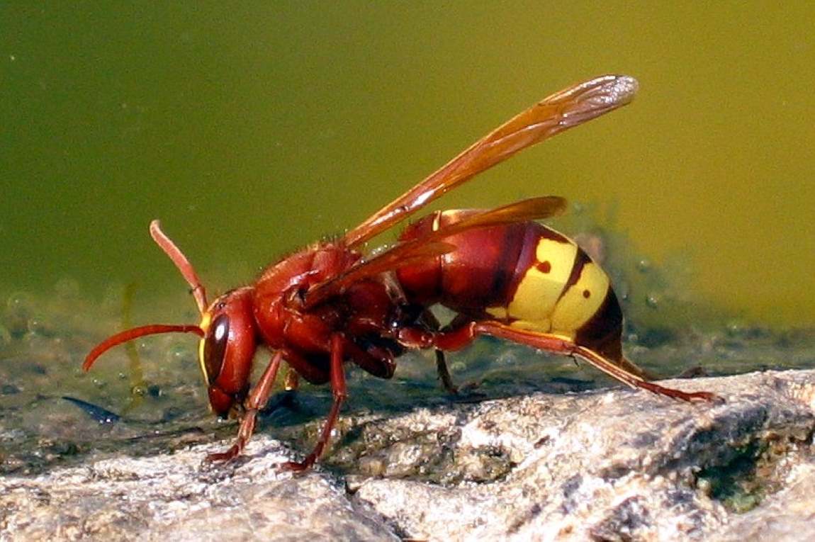 Image: Oriental hornet