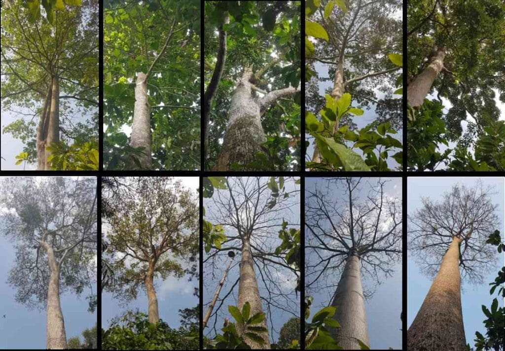 Building climate resilient cocoa farming in West Africa Image: cocoa trees
