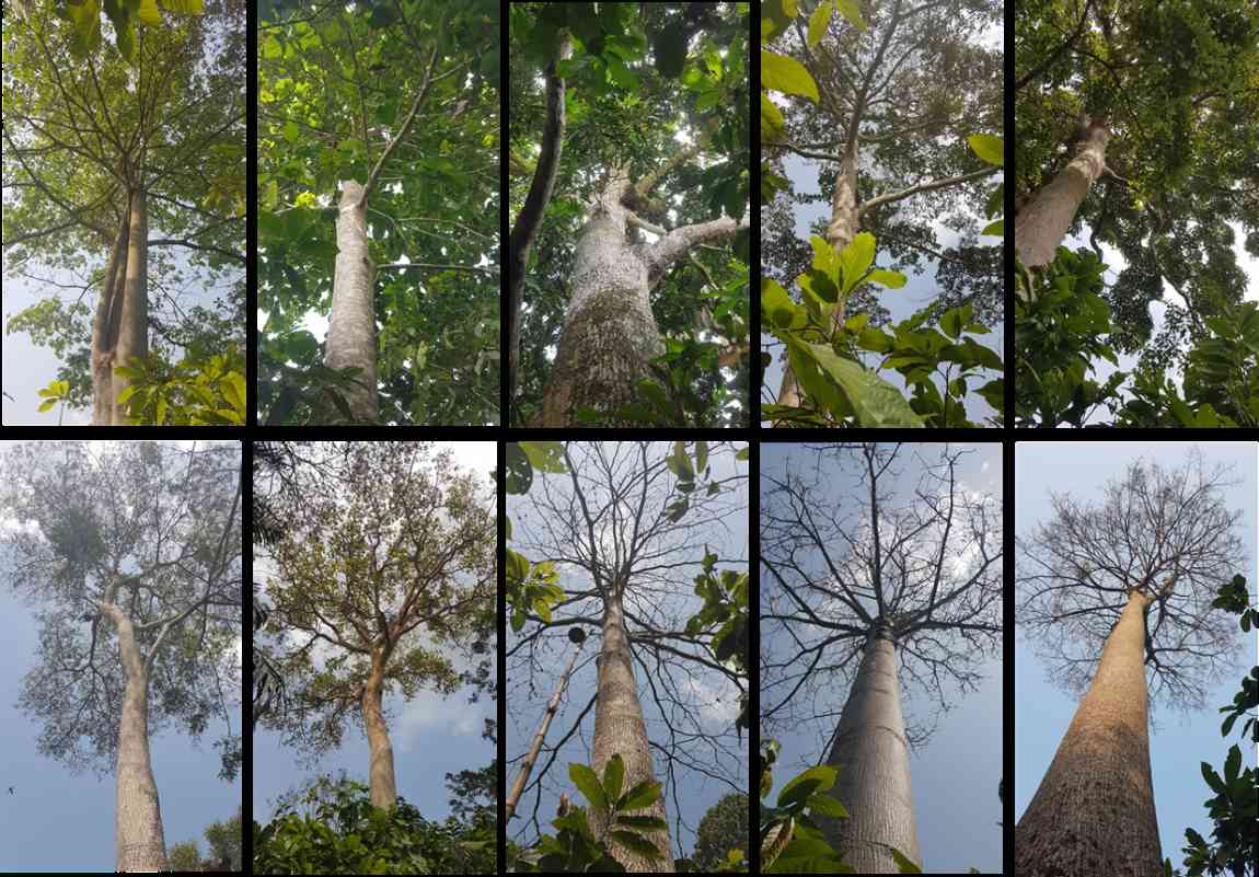 Image: cocoa trees