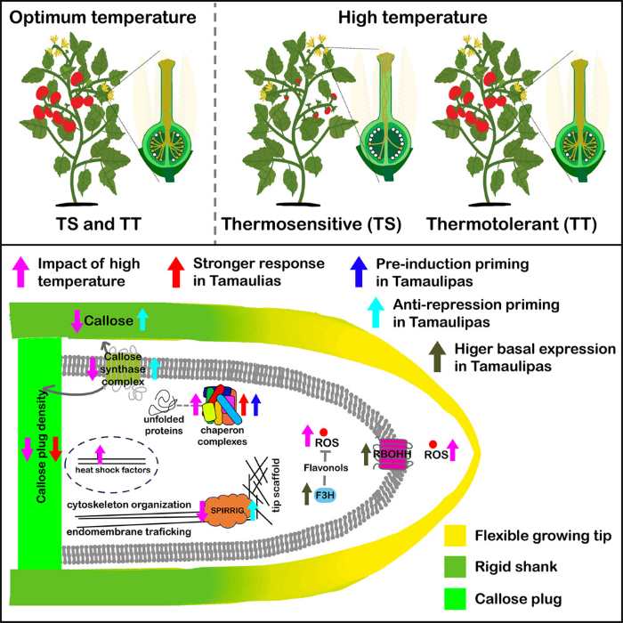 Biologists found what makes some types of tomatoes more heat-tolerant, yielding insights that could help crops adapt to climate change