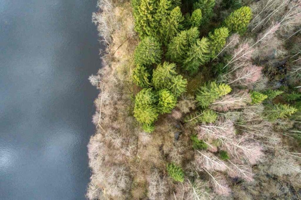 Image: Aerial view of the lake next to the beautiful forest