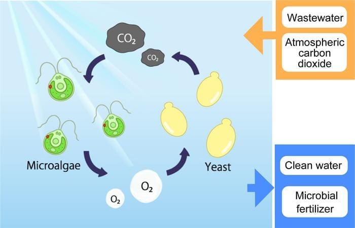 algae and yeast