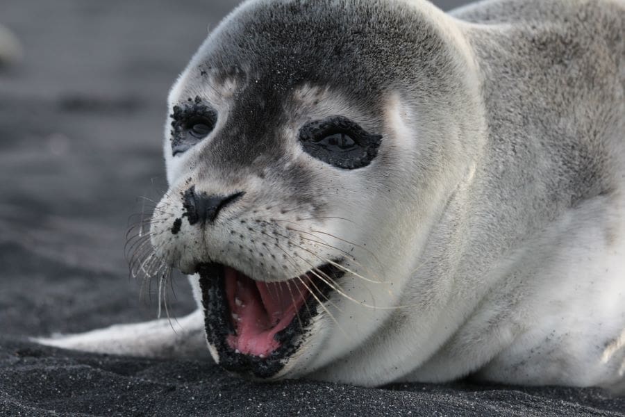 baby seal iceland res