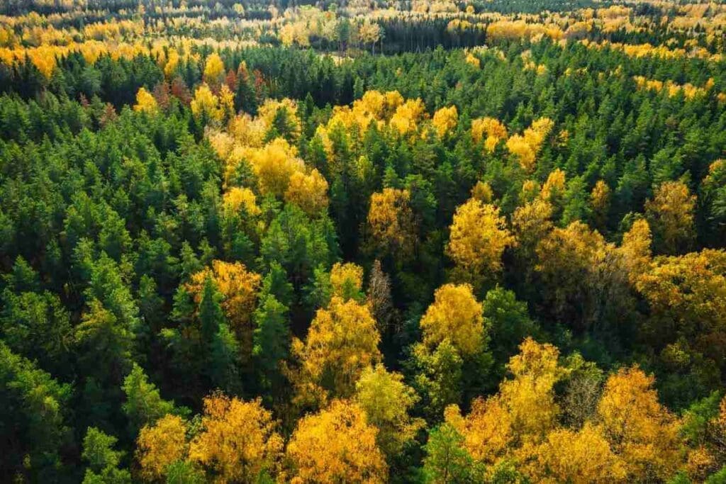Policy realities on the ground: ForestPaths observes the effects of current legislation on Europe’s forests Image: Beautiful forest in autumn