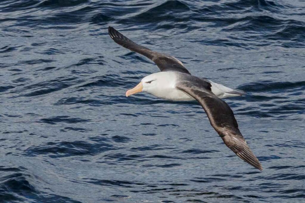 Storms challenge albatrosses’ feasting flights, study reveals Image: Black-browed albatros