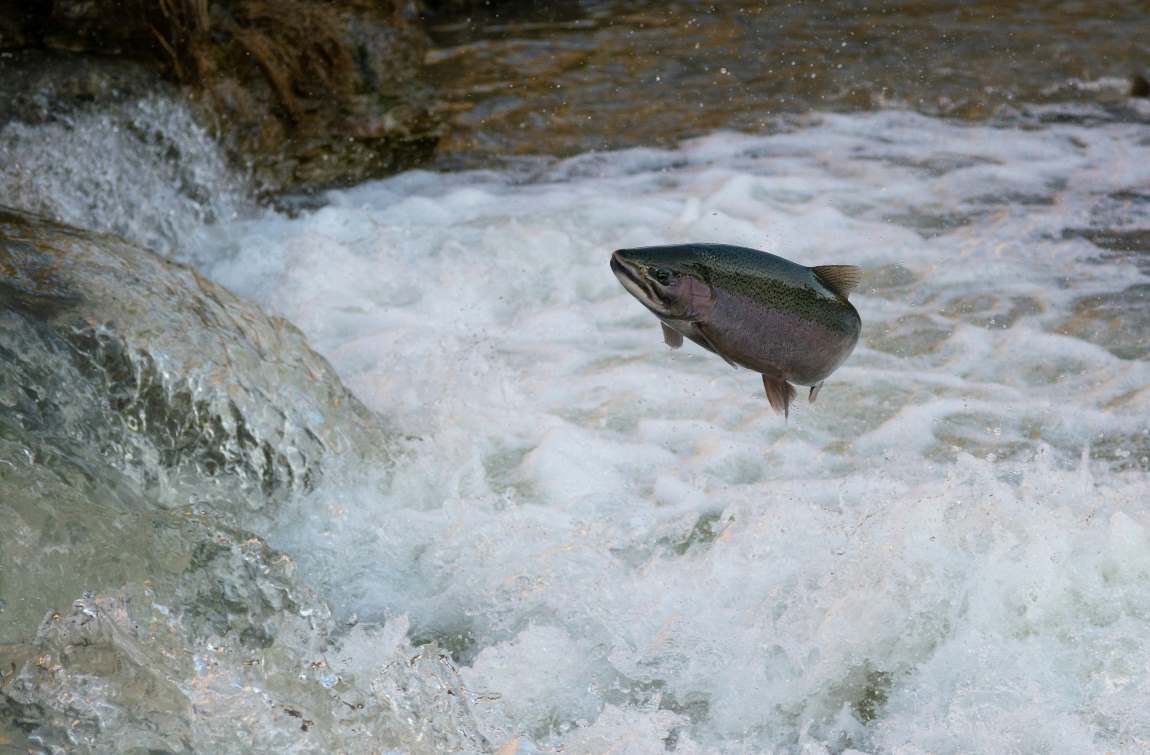 Mathematical model illuminates how environment impacts life choices of salmon