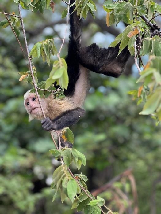 Image: Capuchin monkeys play, rest and eat in the Taboga forest reserve of Costa Rica. The monkeys are tracked as part of the Capuchinos de Taboga Research Project