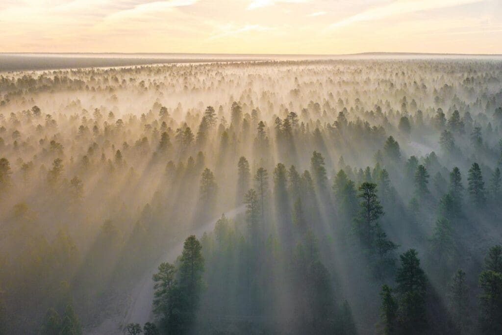 Global greenhouse gas levels hit record high in 2023 Image: mountain with trees covered with fog at daytime