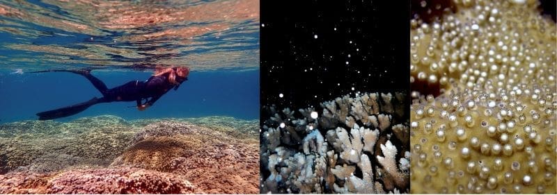 coral bleaching res