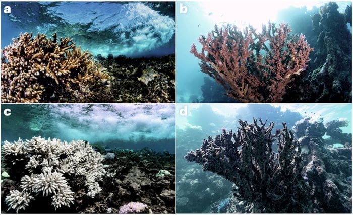 Scientists call for global action on microbial climate solutions Image: Corals and climate change (s. study, microbial solutions))