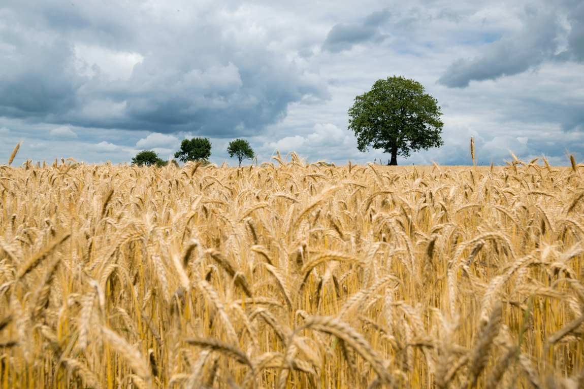 Global crop yields rise steadily but future food security faces hurdles