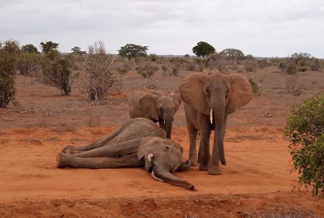 Ocean cycles and climate shifts threaten the Serengeti’s wildlife and weather stability