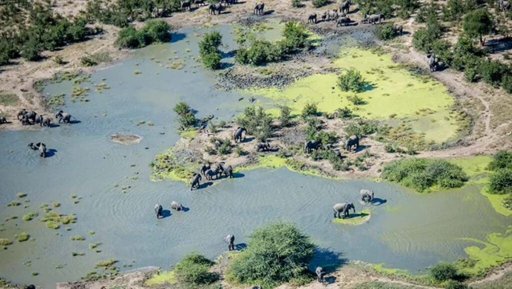 Unraveling the mystery behind Botswana’s elephant deaths with remote sensing elephants at waterhole in botswana res