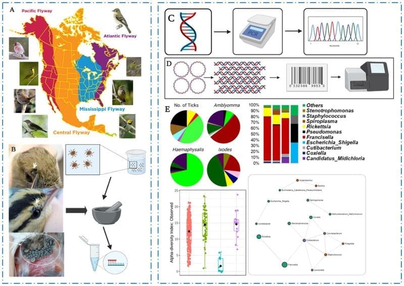 fcimb ticks birds us res