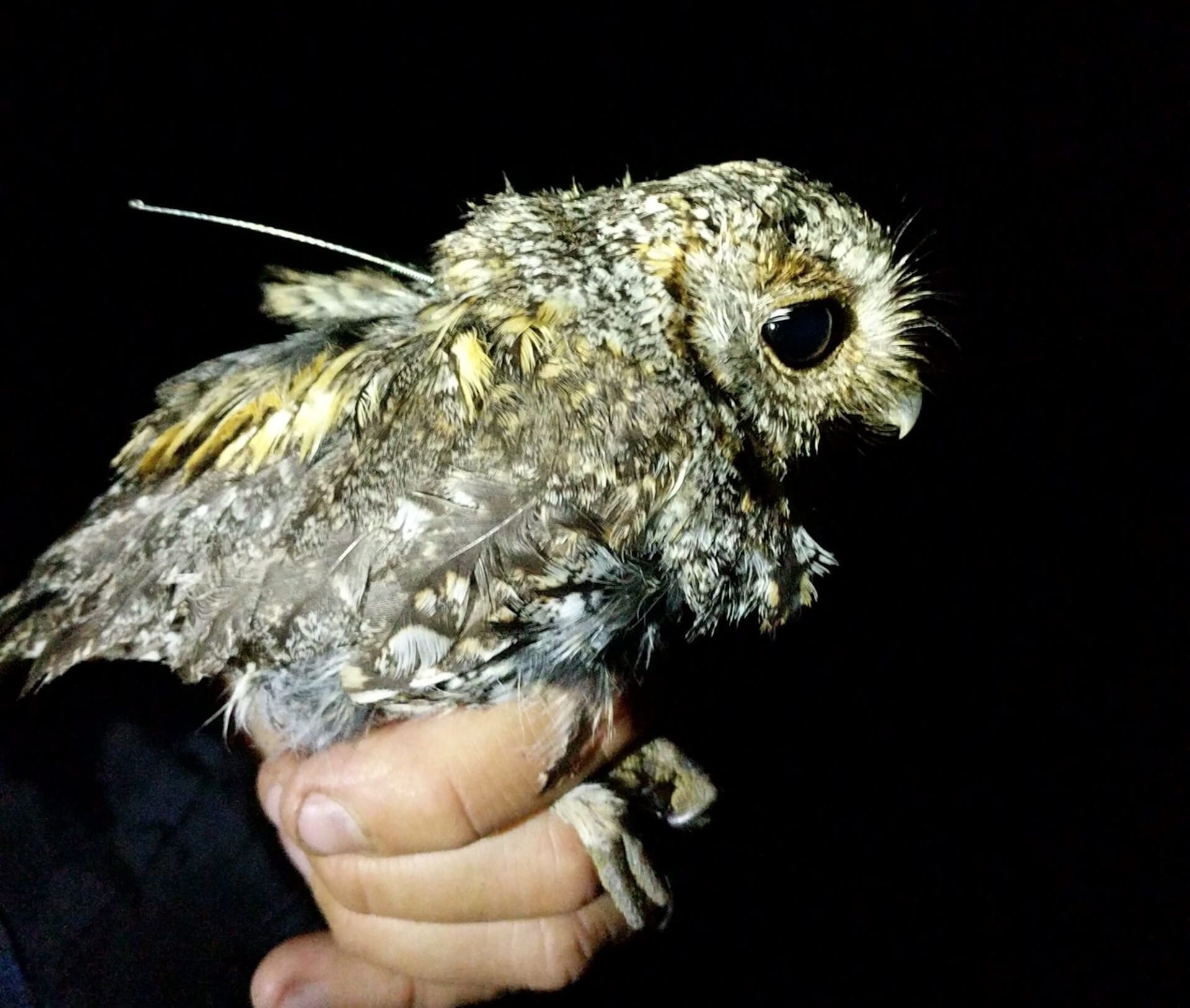 Image: A flammulated owl