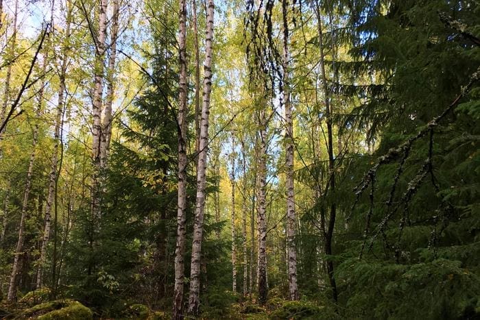 Climate Science Digest: November 20, 2024 forest blandskog