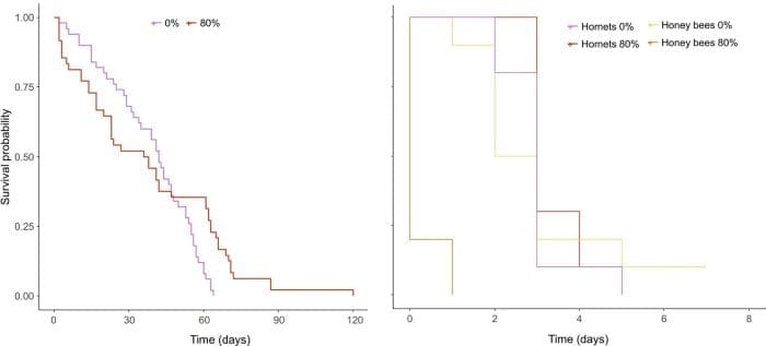 hornet bees alchohol c res