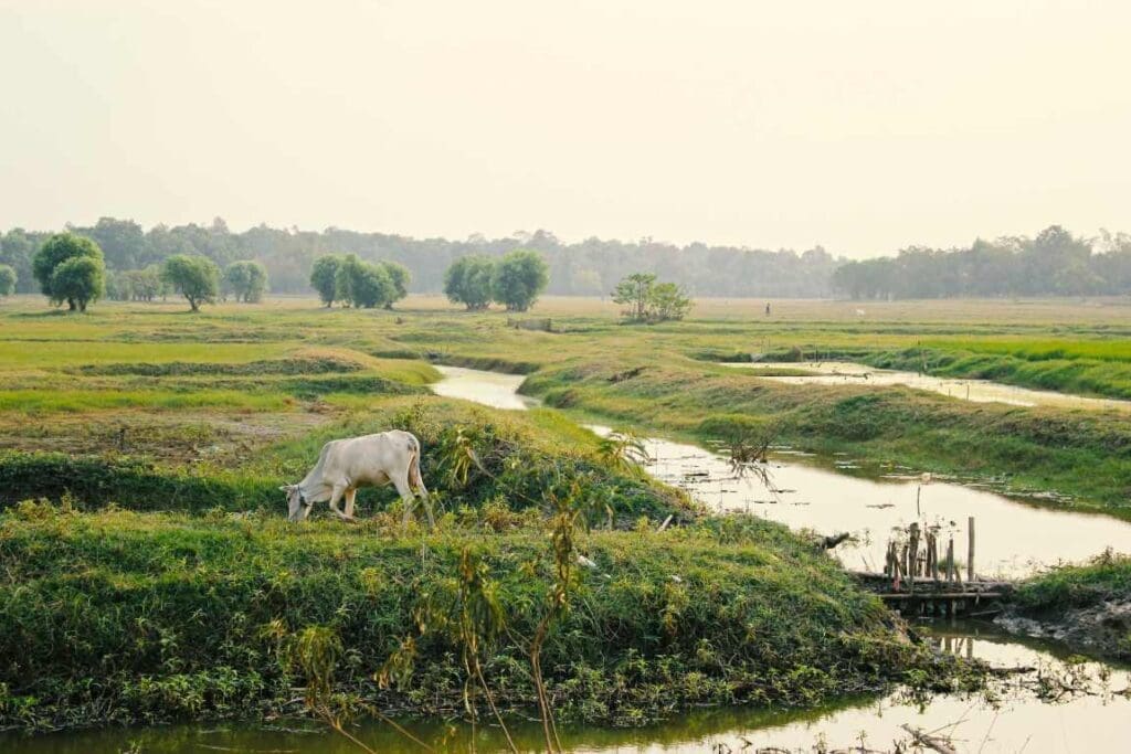 Image: A cow feeds near a river (s. climate change)