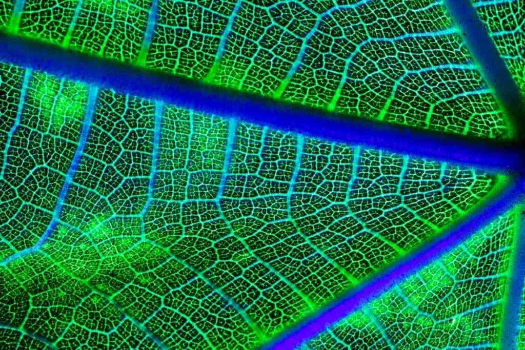 Image: Macro of a green leaf