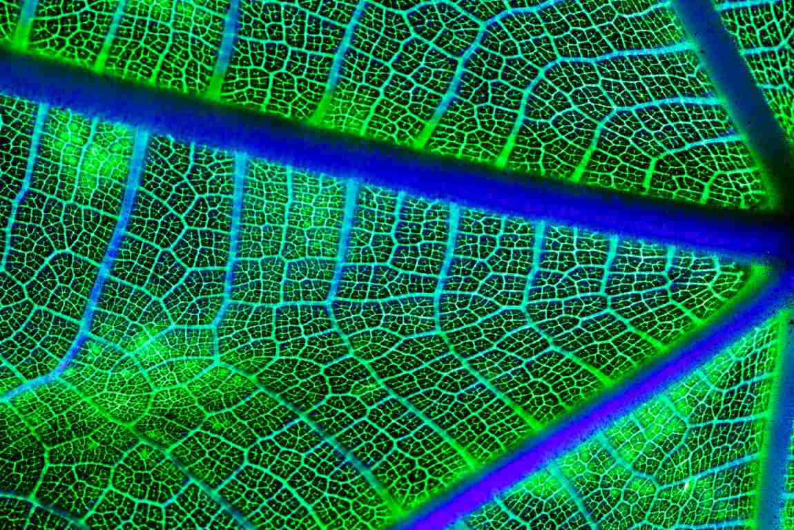 Image: Macro of a green leaf