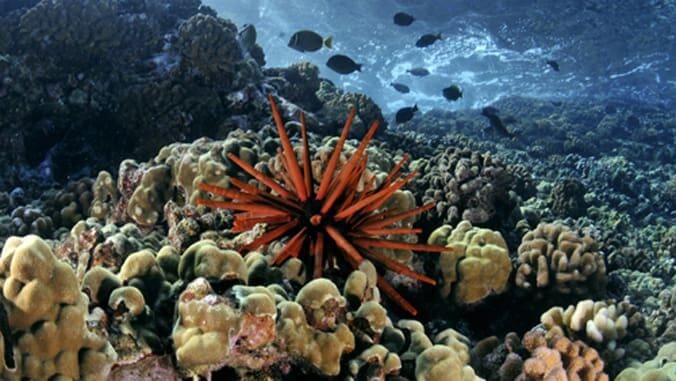 Hawaiian coral reefs are teeming with life