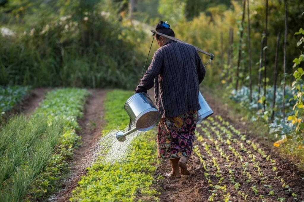 Vegetable farmer watering plants at the organic farm in Boung Phao Village