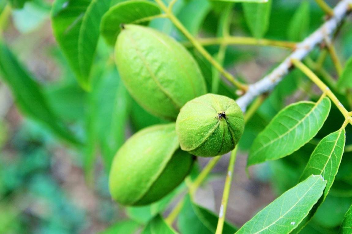 UTEP team to investigate climate change impact on pecan orchards