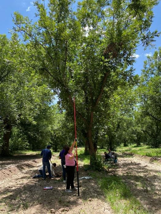 Image: Members of a research team take various measurements around a pecan tree at the Orranteño Farm in Saucillo, Chihuahua, Mexico, on July 31, 2023 (s. pecan orchards, climate change)