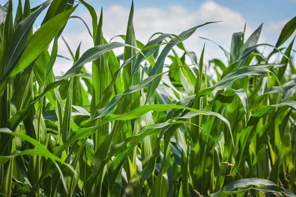 Superior photosynthesis in some plants may unlock climate-resilient crop innovations