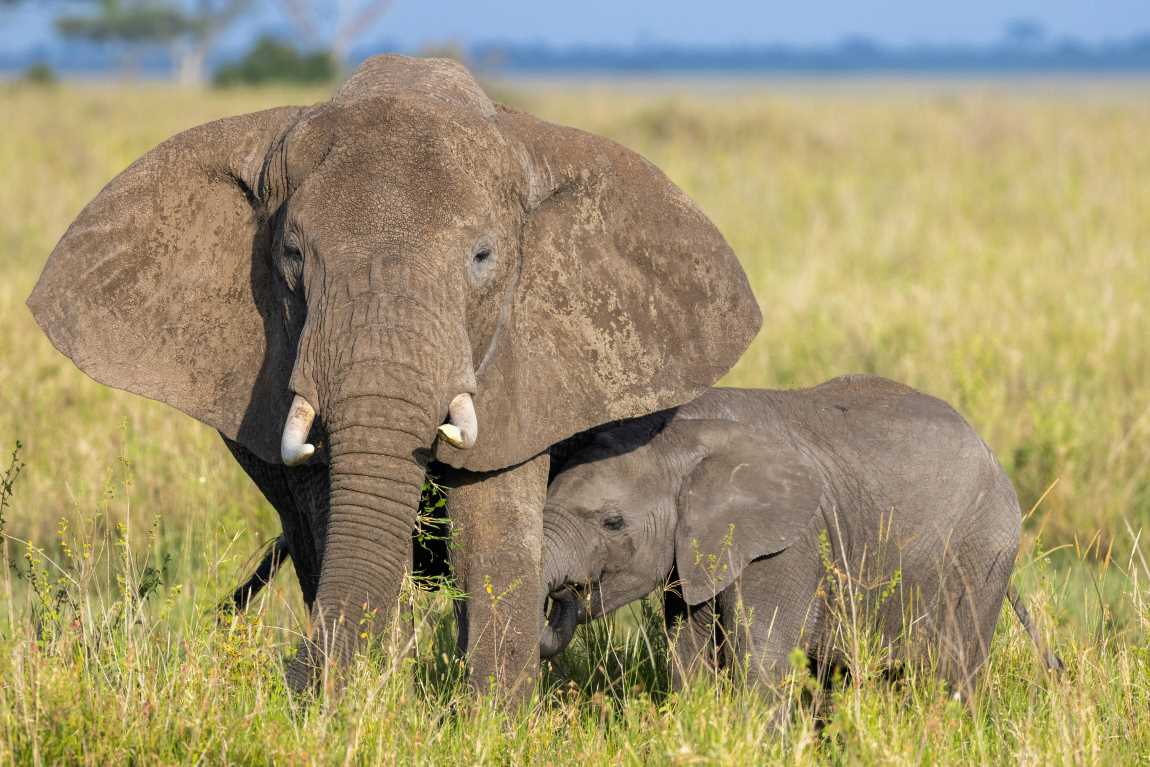 Image: elephants