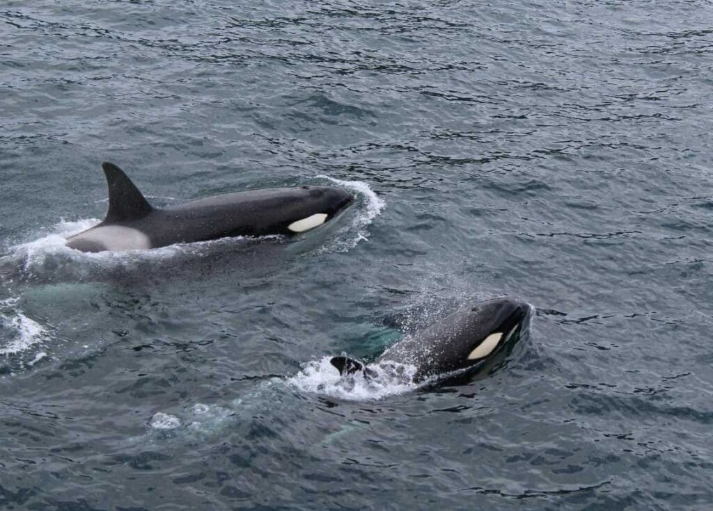 Image: an orca family of two (s. killer whales)