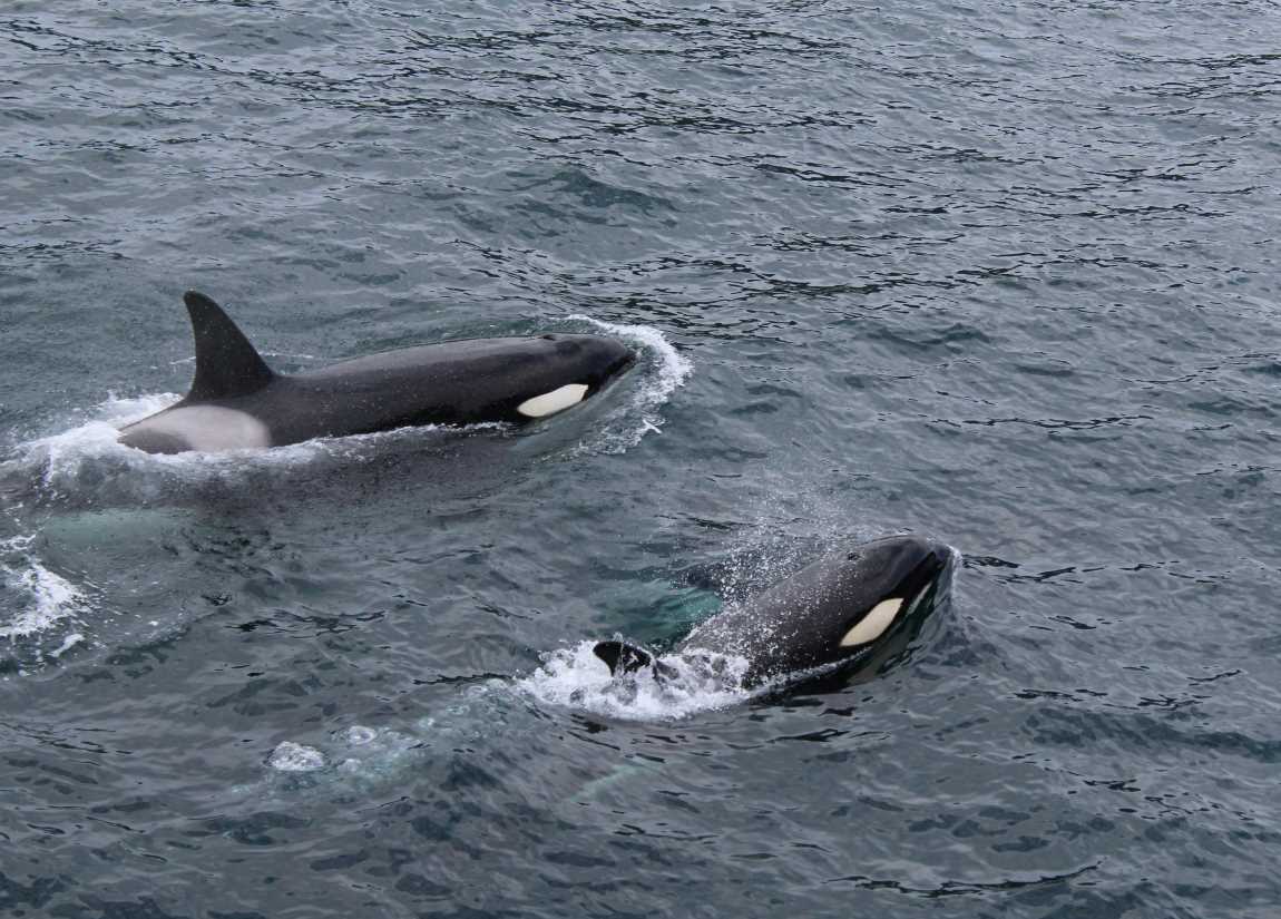 Killer whales caught hunting and consuming whale sharks in Gulf of California