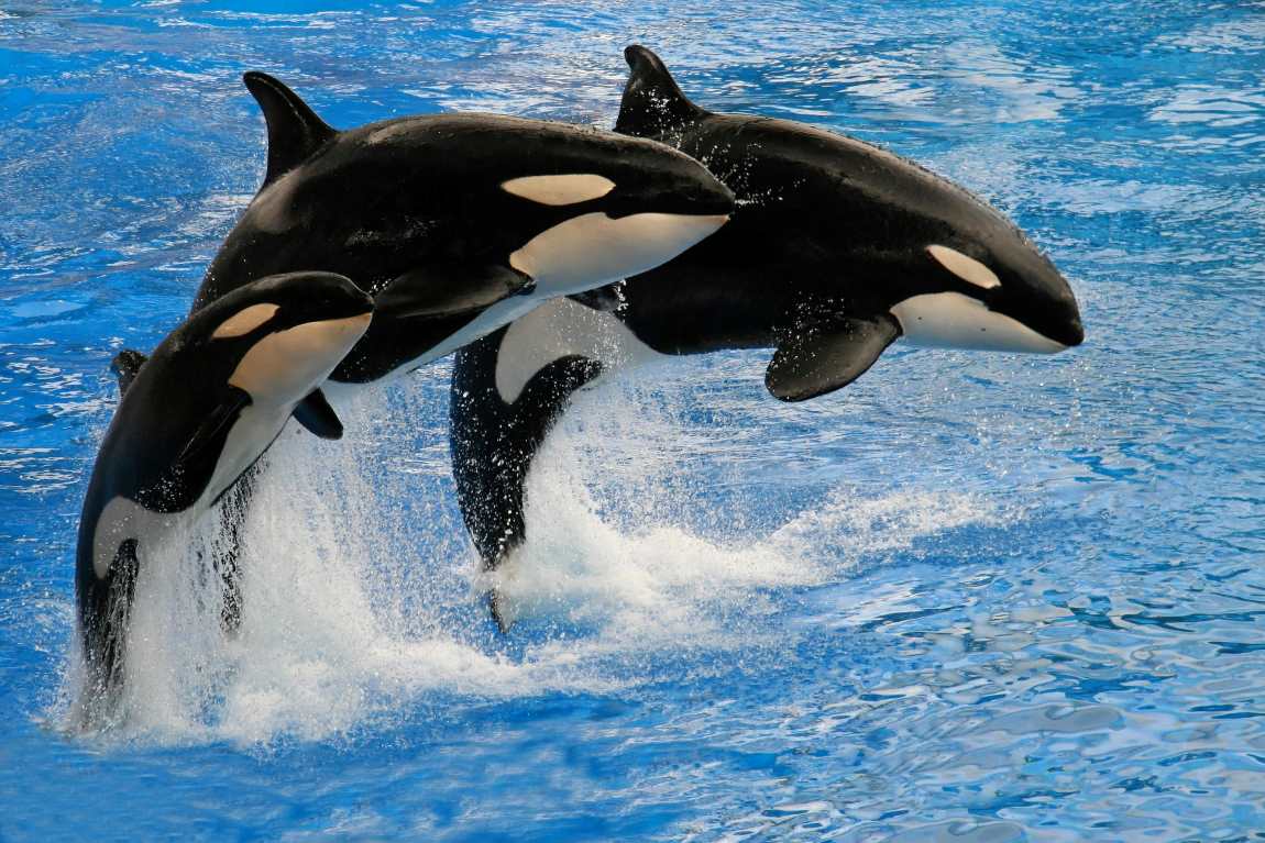 Image: Three Jumping Killer Whale