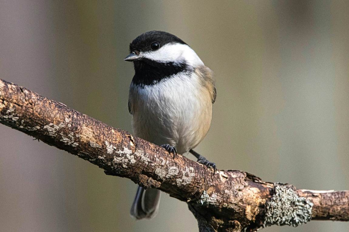 Image: Black-capped Chickadee in Nature
