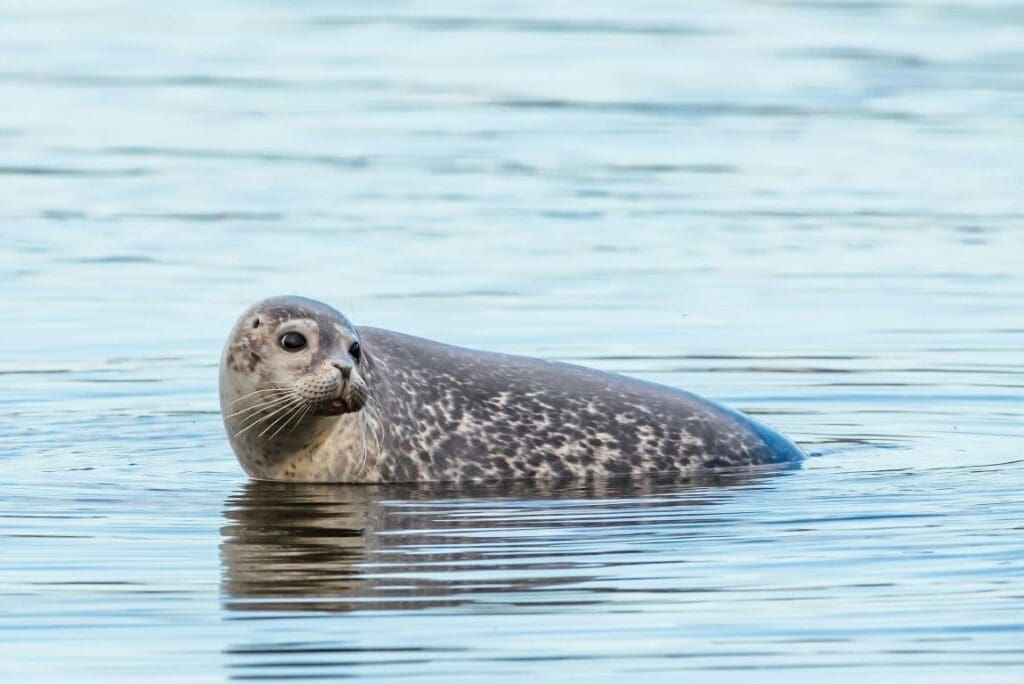 Mass death of rare seals reported in Caspian Sea Image: A Cute Harbor Seal on the Blue Ocean