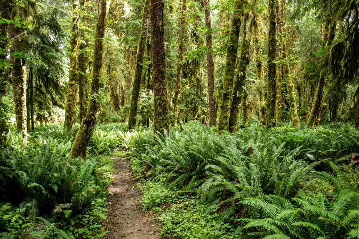 Climate change could decimate up to 68% of the world’s rare temperate rainforests by 2100