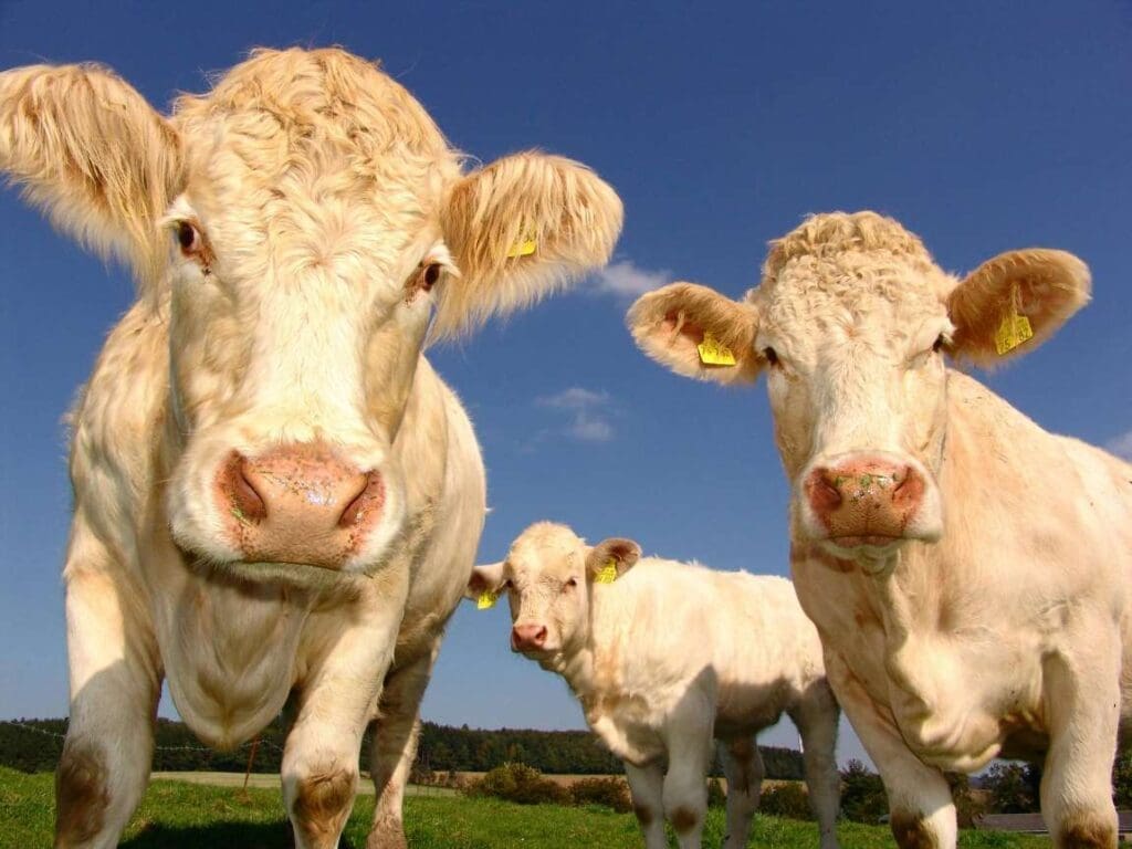 Modest beef reductions in wealthier nations could offset years of global emissions Image: Cows